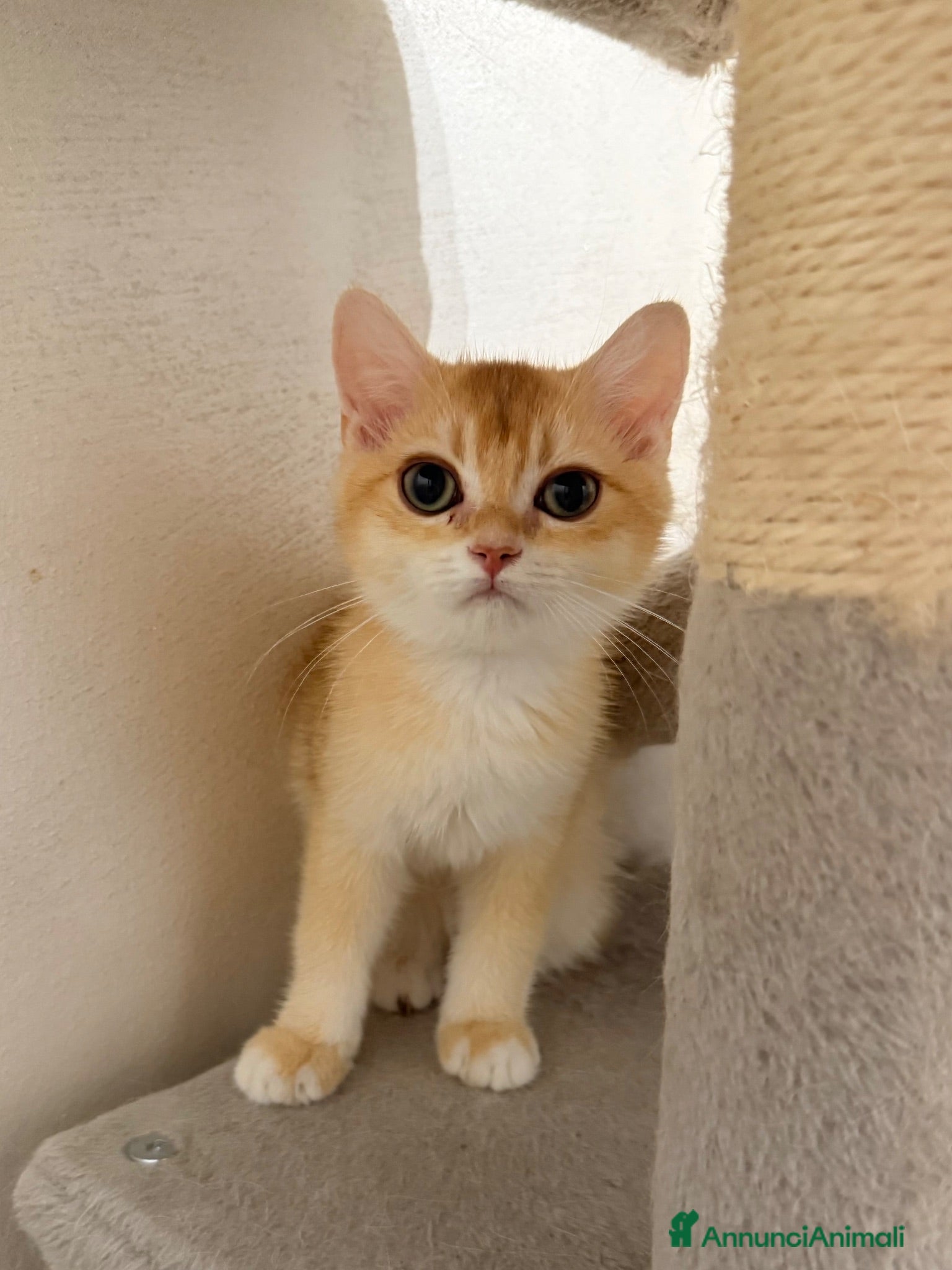 British gatti British maschi golden  - Annuncio 7