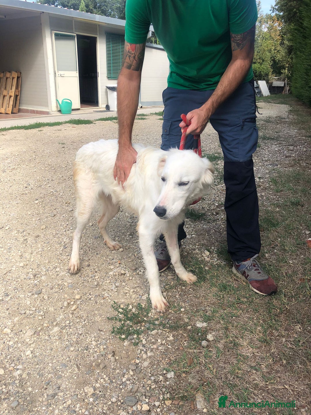 Pastore Maremmano cani in regalo: Dolce principessa! a Provincia di Viterbo - Annuncio 3