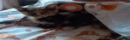 Altre razze gatti in regalo: Gattini in cerca di una casa a Provincia di Frosinone - Annuncio 5