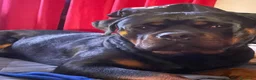 Rottweiler cani in vendita: Rottweiler Maschio Adulto con Pedigree a Provincia di Pavia - Annuncio 6