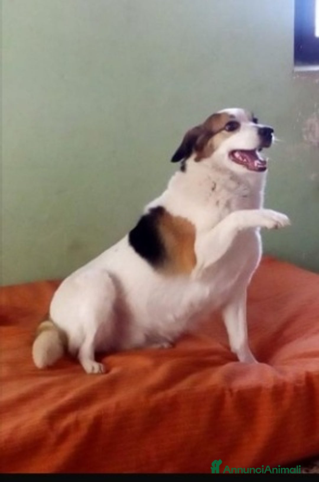 Meticcio cani in regalo: Ambra 6/7anni salita anni fa e rifiutata.  Bologna a Città metropolitana di Milano - Annuncio 5