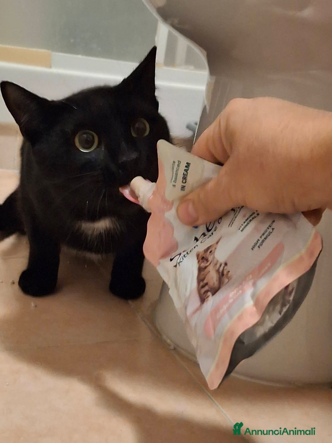 Meticcio gatti in regalo: Salem, 6 mesi, bellissimo micetto  - Annuncio 7