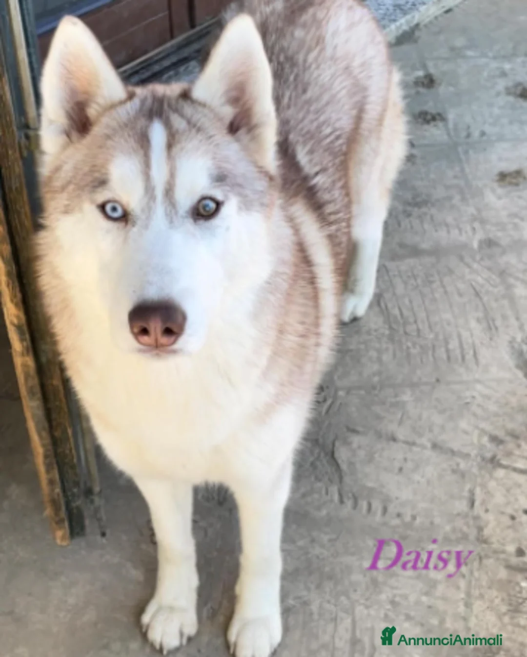 Husky cani in vendita: Cucciola di Siberian Husky con Pedigree ENCI - Annuncio 6