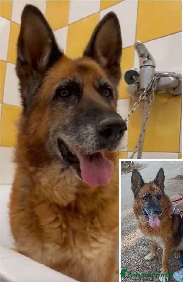 Pastore Tedesco cani Cloe, pastore dal cuore grande - Annuncio 1