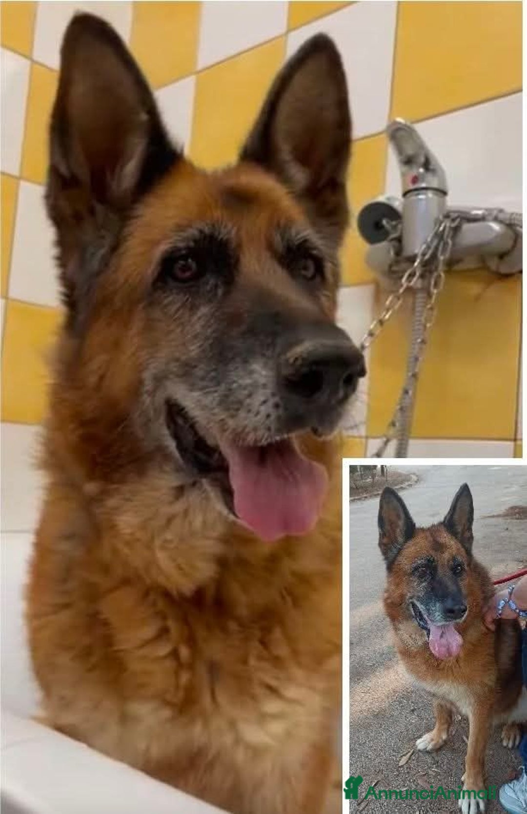 Pastore Tedesco cani in regalo: Cloe, pastore dal cuore grande - Annuncio 1