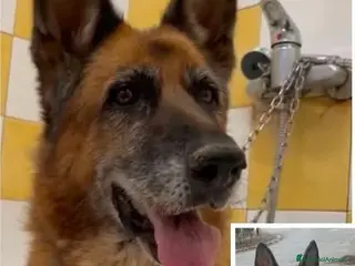 Pastore Tedesco cani Cloe, pastore dal cuore grande - Annuncio 2