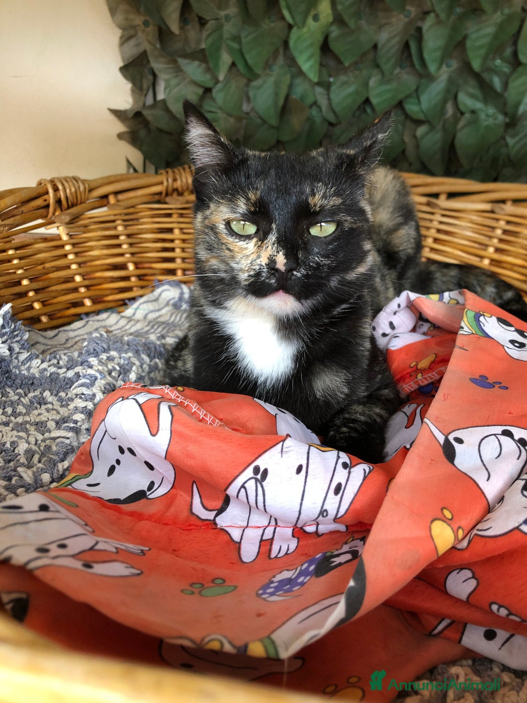 Europeo gatti in regalo: Gattini  - Annuncio 10