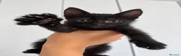 Meticcio gatti in regalo: Gattino cerca famiglia amorevole  - Annuncio 5