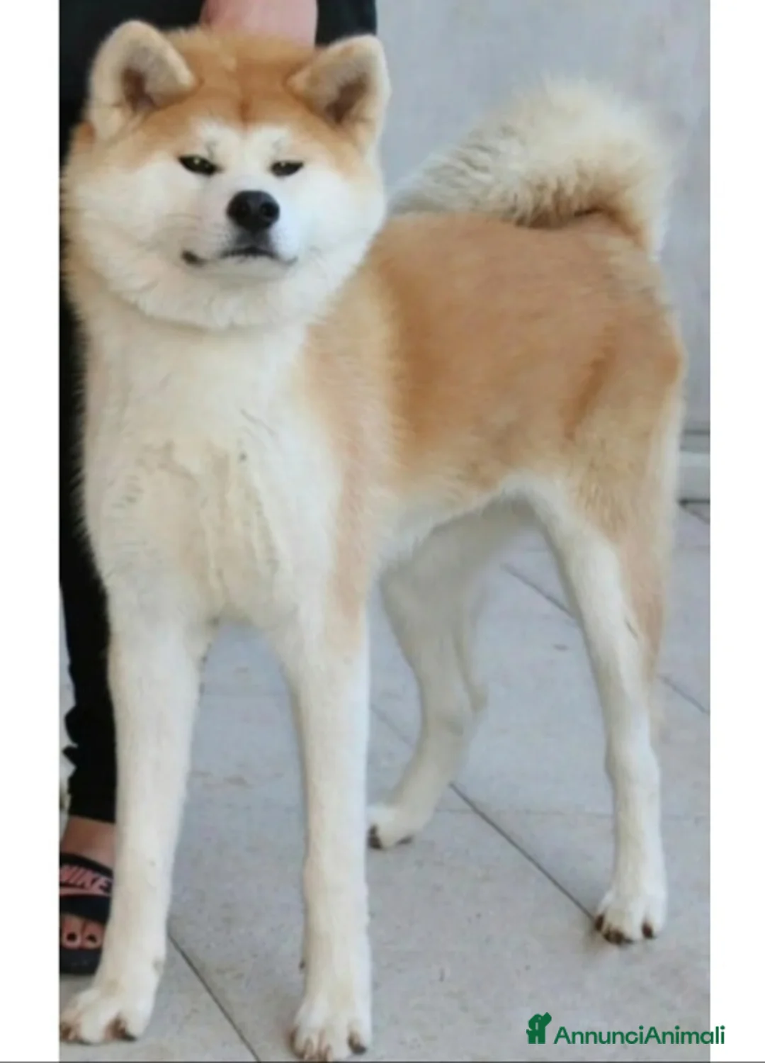 Akita Inu cani in vendita: Cucciola akita inu Pedigree Enci - Annuncio 3