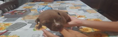 American Pitbull Terrier UKC 9
