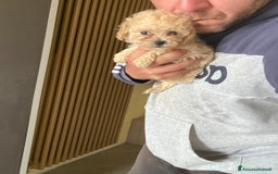 Maltese cani in vendita: Maltipoo a Provincia di Latina - Immagine 12