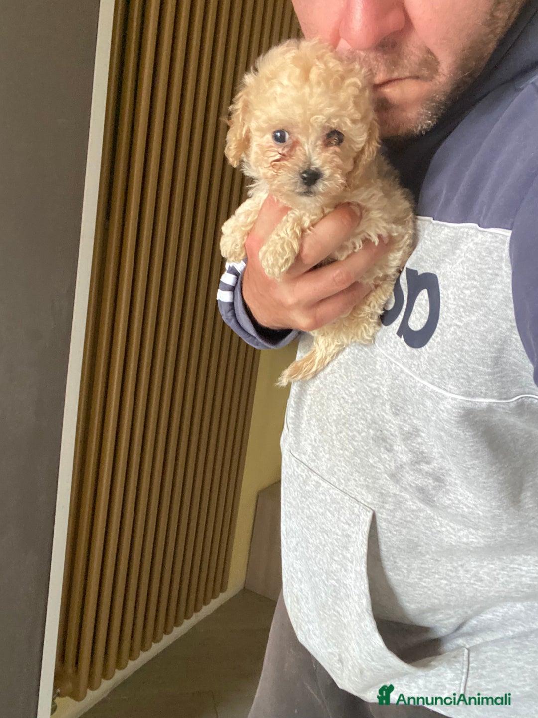 Maltese cani in vendita: Maltipoo a Provincia di Latina - Immagine 12
