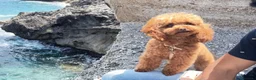 Barboncino Toy cani in vendita: Cucciolo barboncino Toy Red  a Provincia di Lecce - Annuncio 1