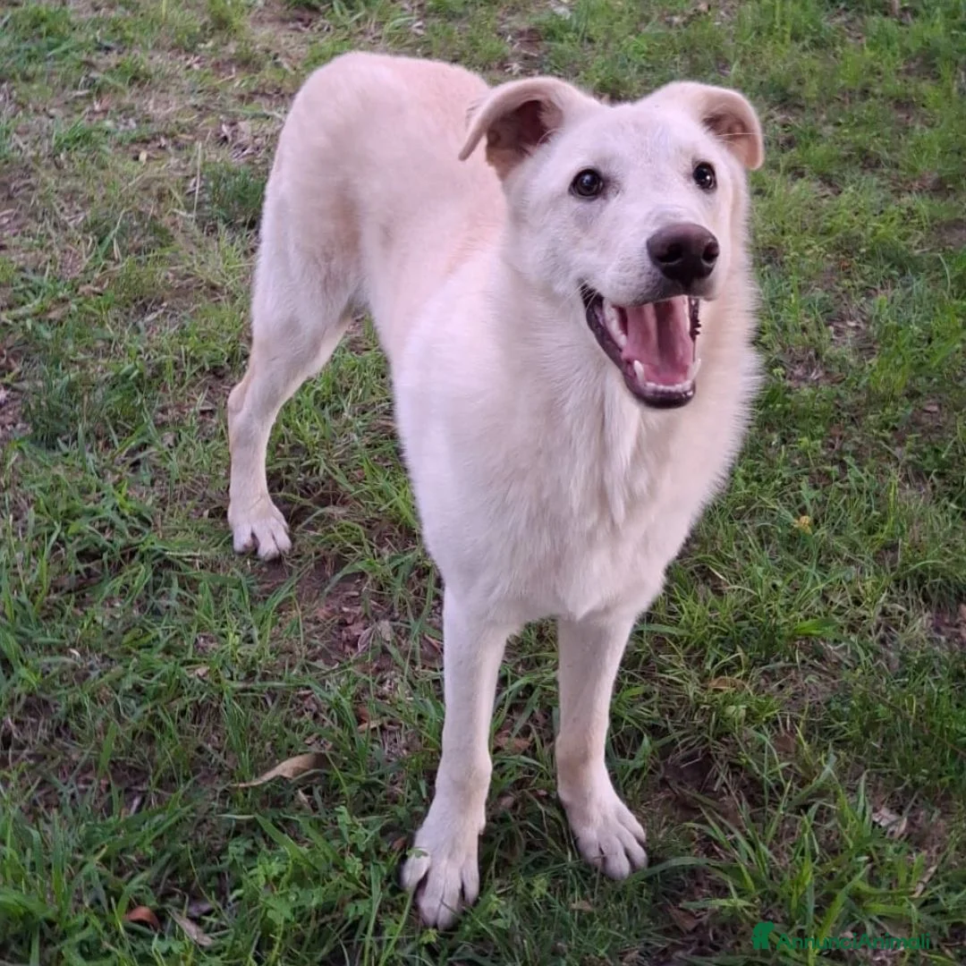Meticcio cani in regalo: SID 💙 - cucciolo; nessuno chiama per lui 😞😢 - Annuncio 4