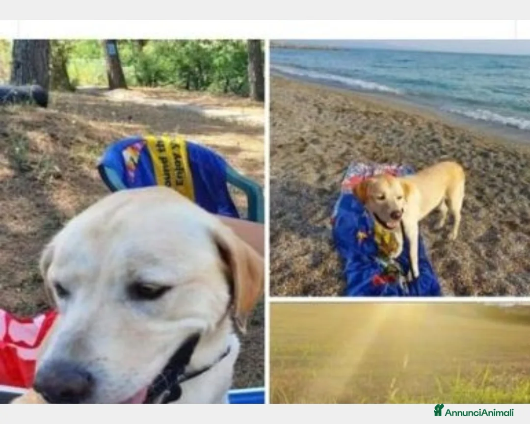 Labrador cani in regalo: Simil Labrador 4anni DA MILANO TORNATO IN SICILIA! a Milano - Annuncio 3