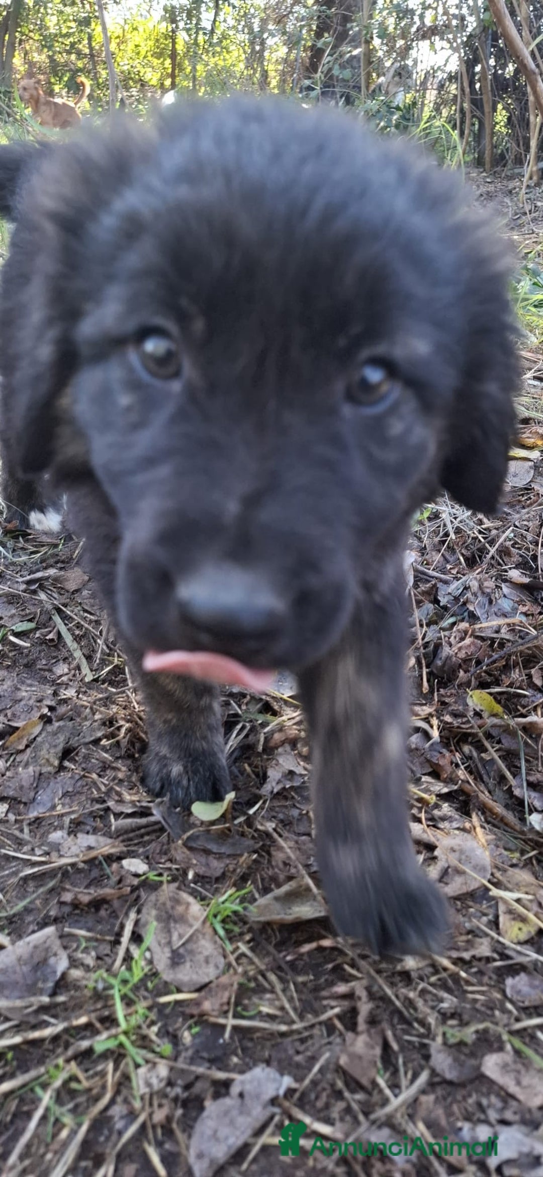 Meticcio cani in regalo: Nerina splendida cucciola in pericolo - Annuncio 1