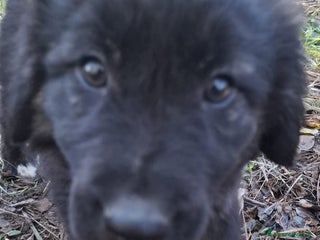 Meticcio cani Nerina splendida cucciola in pericolo - Annuncio 4