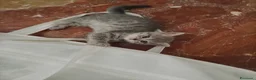 Scottish gatti in vendita: cuccioli di gatto scottish maschietti a Provincia di Catanzaro - Annuncio 4