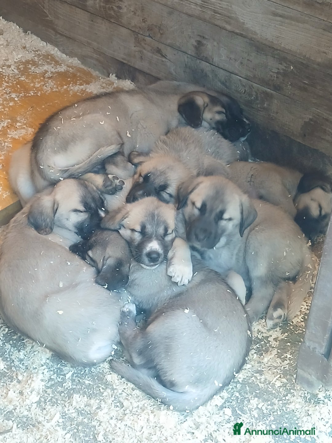 Pastore dell’Anatolia cani in vendita: Kangal pastore dell'anatolia - Annuncio 4