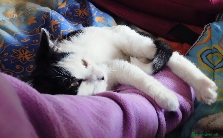 Europeo gatti - Annuncio 20