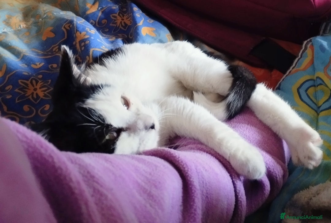 Europeo gatti in regalo: Simpaticissima Elly! - Annuncio 1