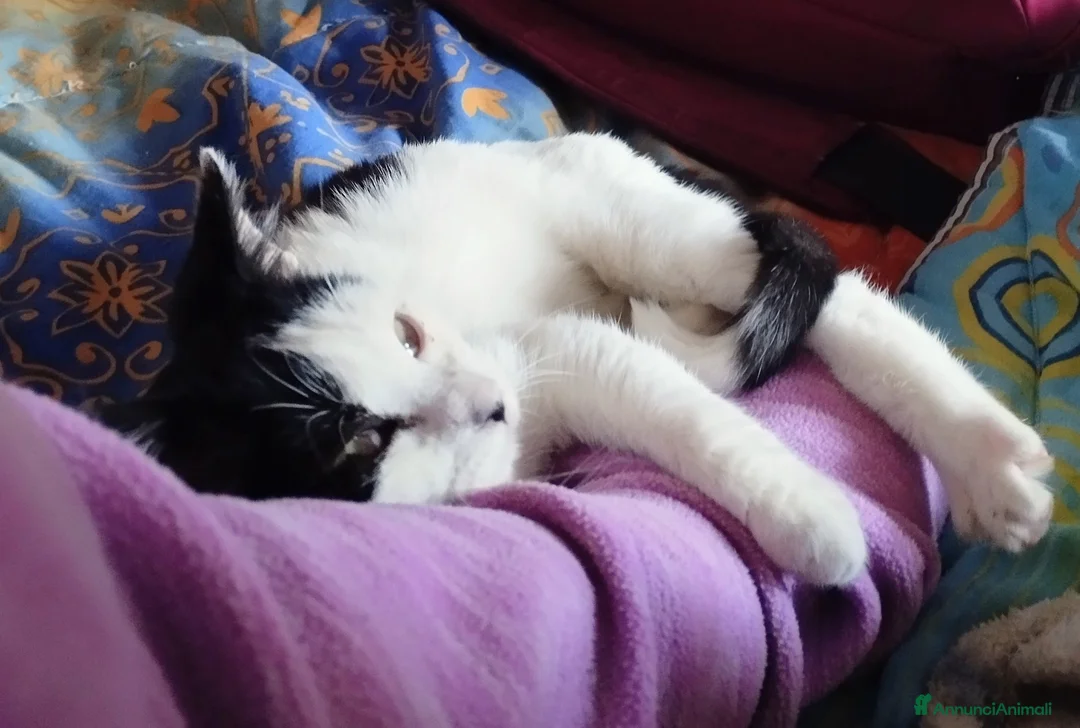 Europeo gatti in regalo: Simpaticissima Elly! - Annuncio 1