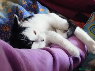 Europeo gatti Simpaticissima Elly! - Annuncio 32