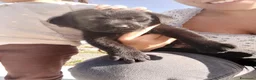 Labrador cani in vendita: 2 cucciole nere di labrador - Annuncio 3