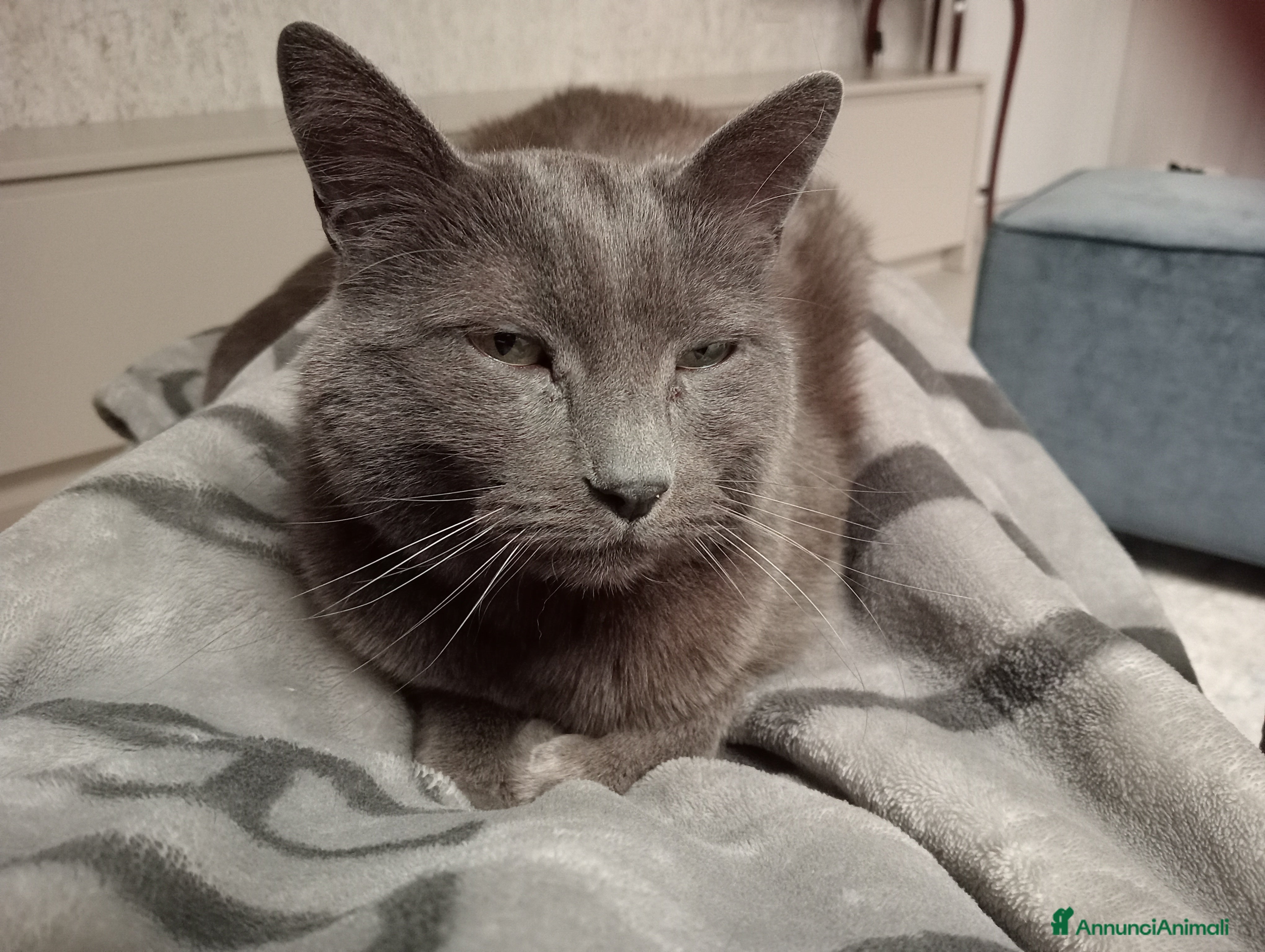 Meticcio gatti Miccio  a Provincia di Parma - Annuncio 2