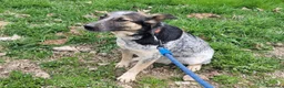Meticcio cani in regalo: Divy, una bellezza di meticcia - Annuncio 5