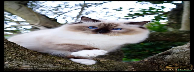 raja 