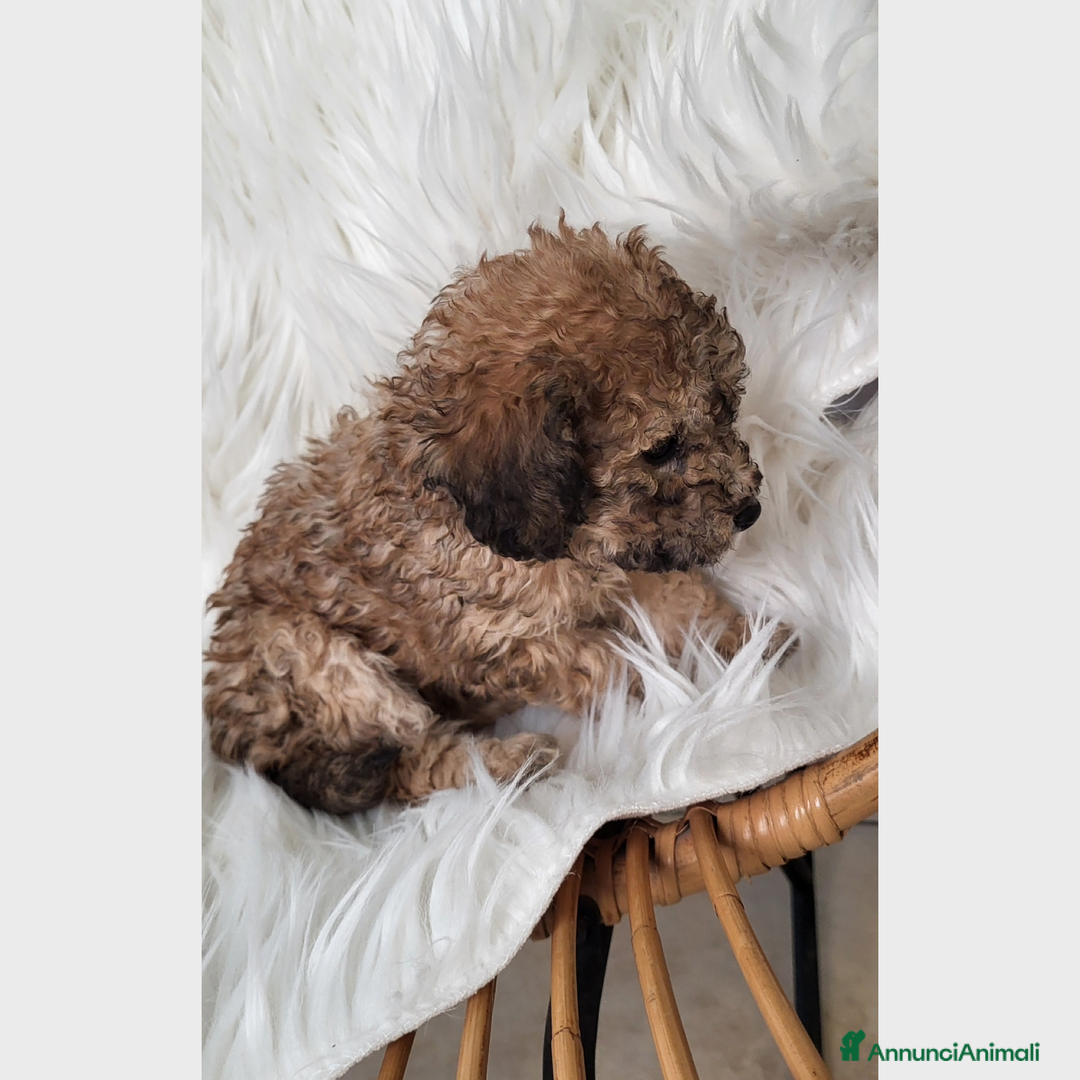 Barboncino cani in vendita: Cuccioli di Barboncino - Annuncio 2