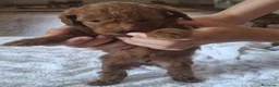 Barboncino cani in vendita: Barbonici Nano - Annuncio 3