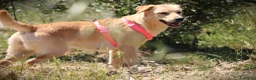 Meticcio cani in regalo: ✨ Venerdì ✨ - Annuncio 8