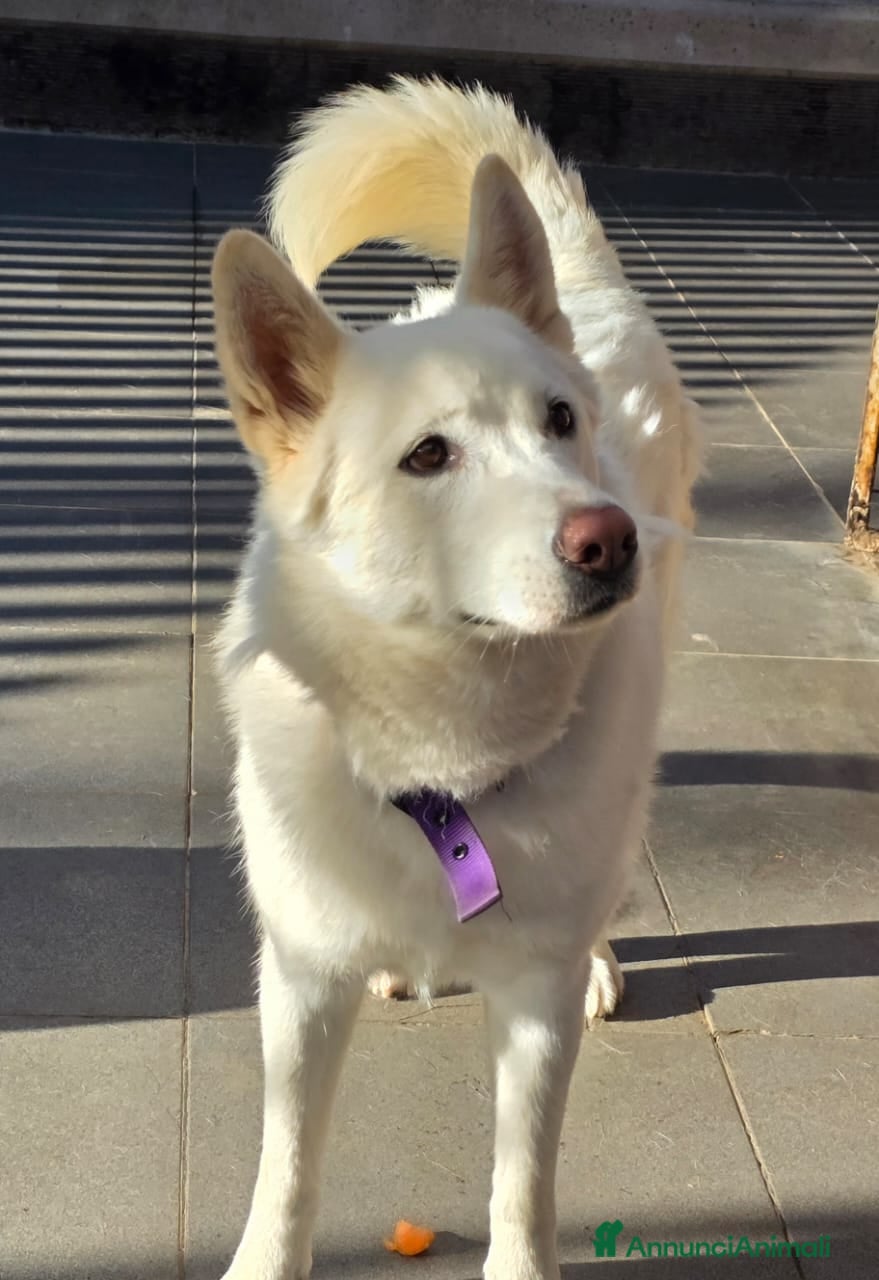 Pastore Svizzero cani Splendida simil Pastore Svizzero - SNOW - Annuncio 2