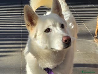 Pastore Svizzero cani Splendida simil Pastore Svizzero - SNOW - Annuncio 1