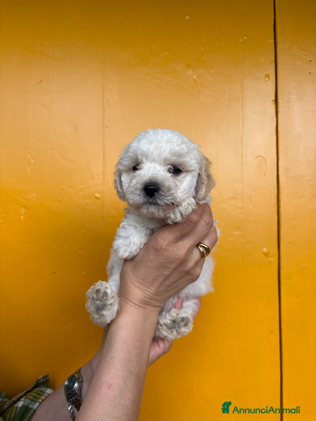 Maltipoo cani in vendita: Cucciola maltipoo - Annuncio 1