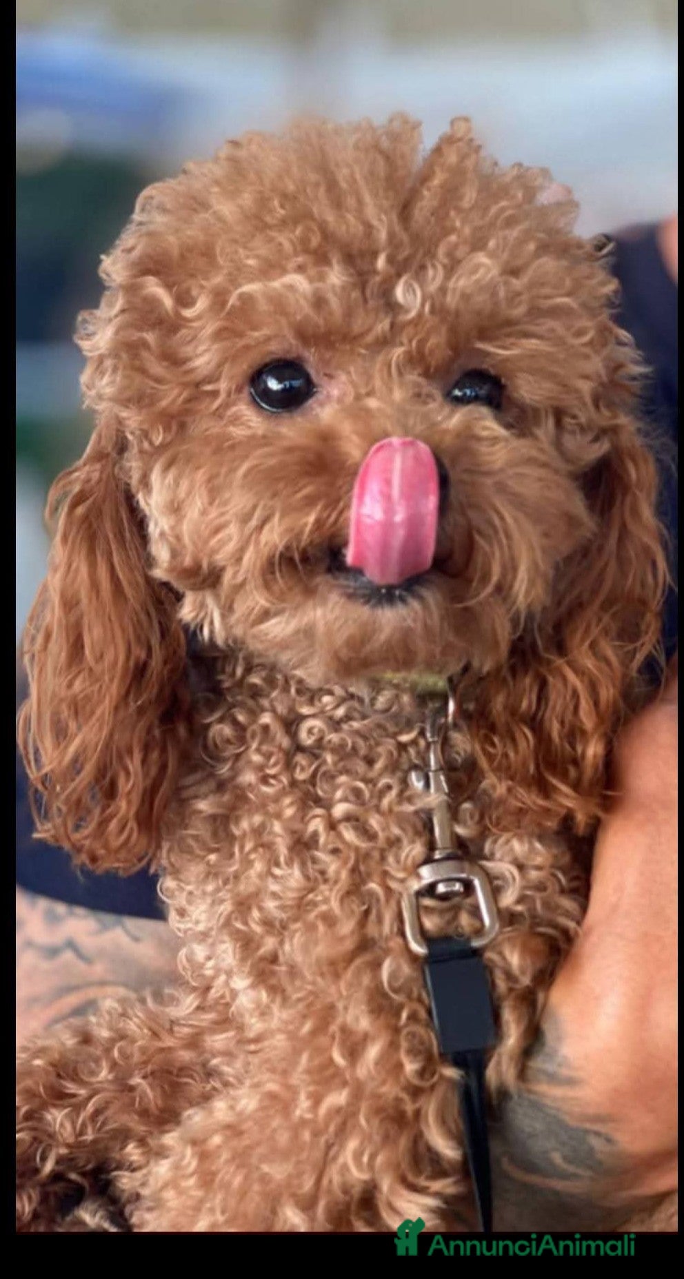 Barboncino Toy cani Gigi stupendo Toy cerca fidanzata - Annuncio 2