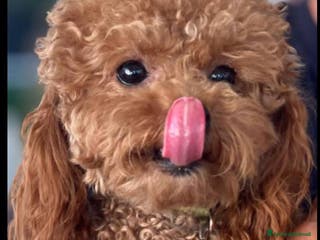 Barboncino Toy cani Gigi stupendo Toy cerca fidanzata - Annuncio 11