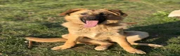 Pastore Tedesco cani in regalo: ANNIE, cucciola mix PASTORE TEDESCO! Dolcissima - Annuncio 2