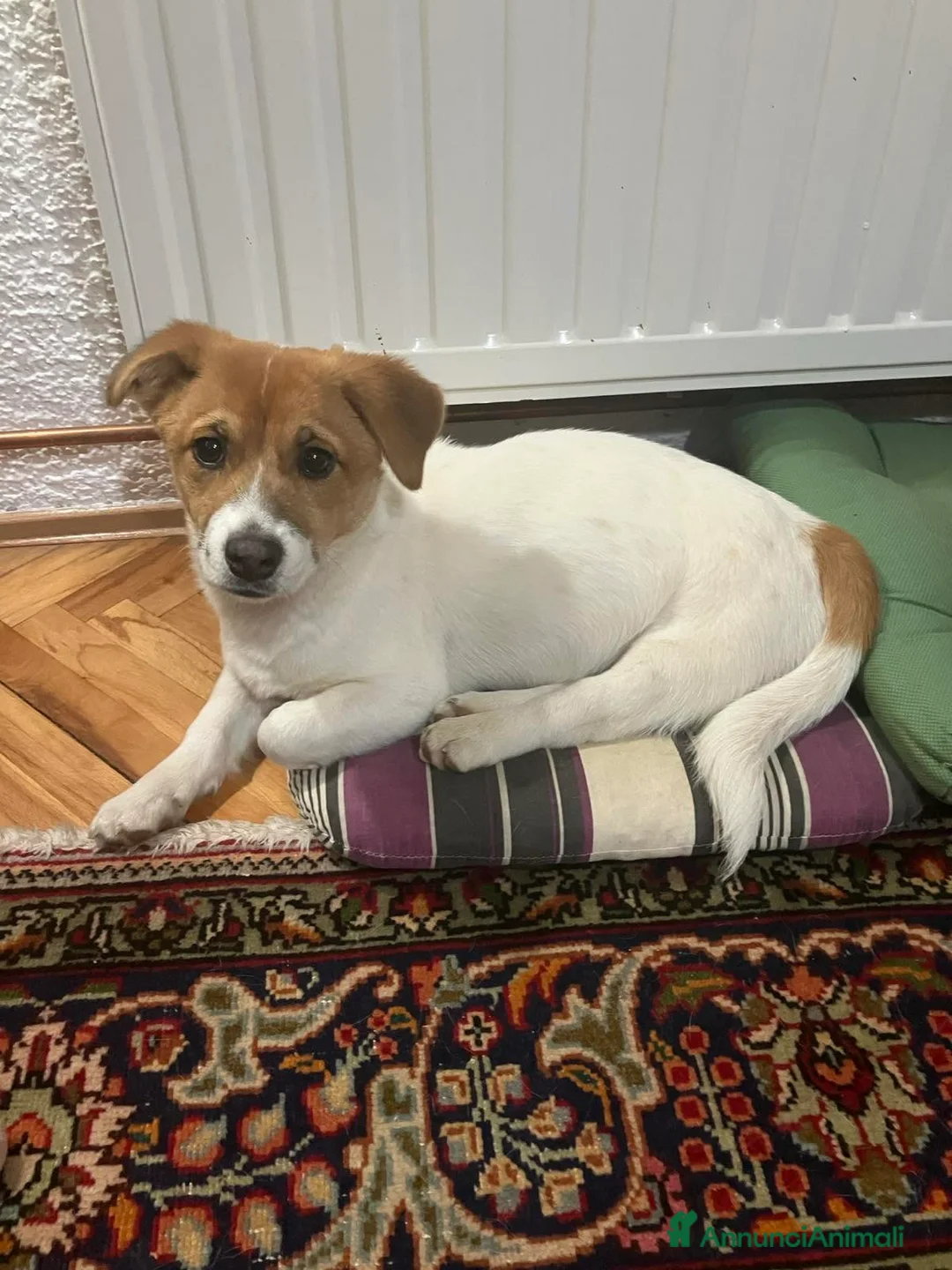 Jack Russell cani in regalo: CHLOE, cucciola mix JACK RUSELL cerca aiuto. - Annuncio 6