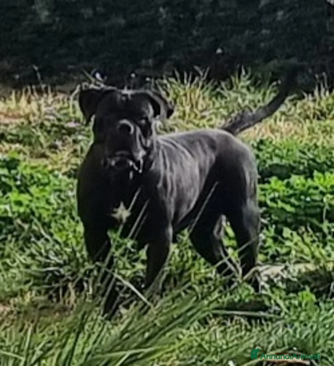 Immagine della galleria {{count}}