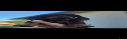 Bassotto cani in vendita: Bassotti  - Annuncio 3