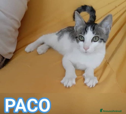 Europeo gatti PACO, dolce micino in adozione! - Annuncio 11