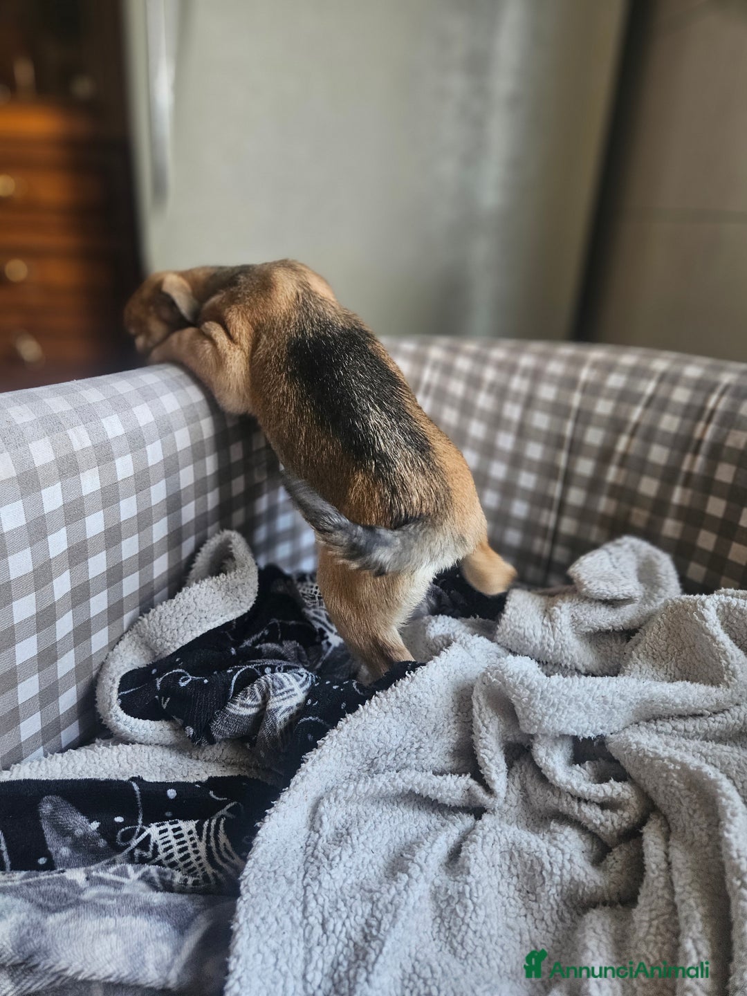 Meticcio cani in regalo: Cuccioli meticci  - Annuncio 5