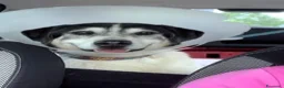 Meticcio cani in regalo: VALERIO DIVERSAMENTE CUCCIOLO - Annuncio 3