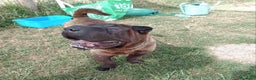 Shar Pei cani in regalo: SHALPETTA_ cucciolona di  shar pei in adozione a Provincia di Latina - Annuncio 5