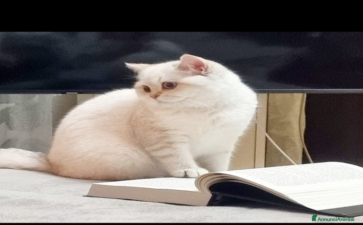 Scottish gatti a Città metropolitana di Catania - Annuncio 20