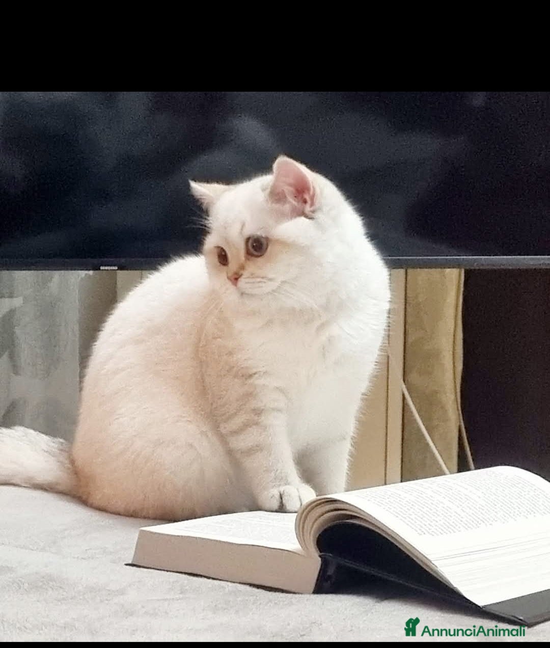 Scottish gatti in vendita: Scottish straight  a Città metropolitana di Catania - Immagine 1