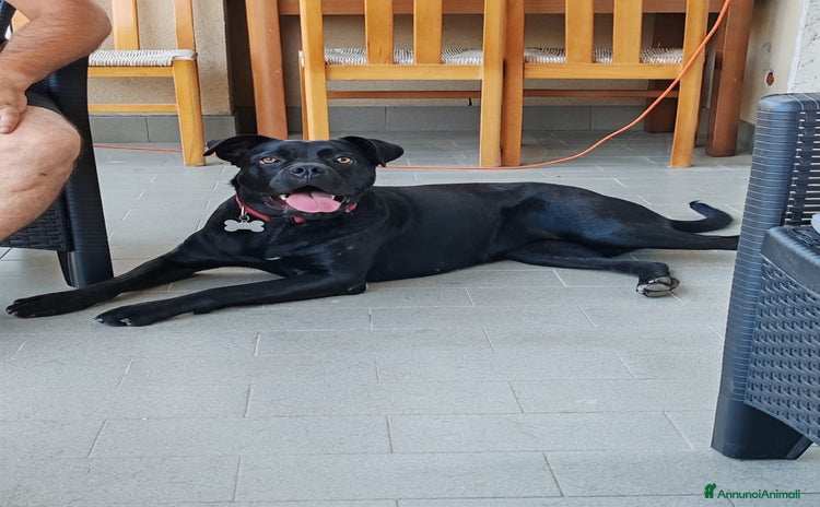 Cane Corso cani a Provincia di Cuneo - Annuncio 13